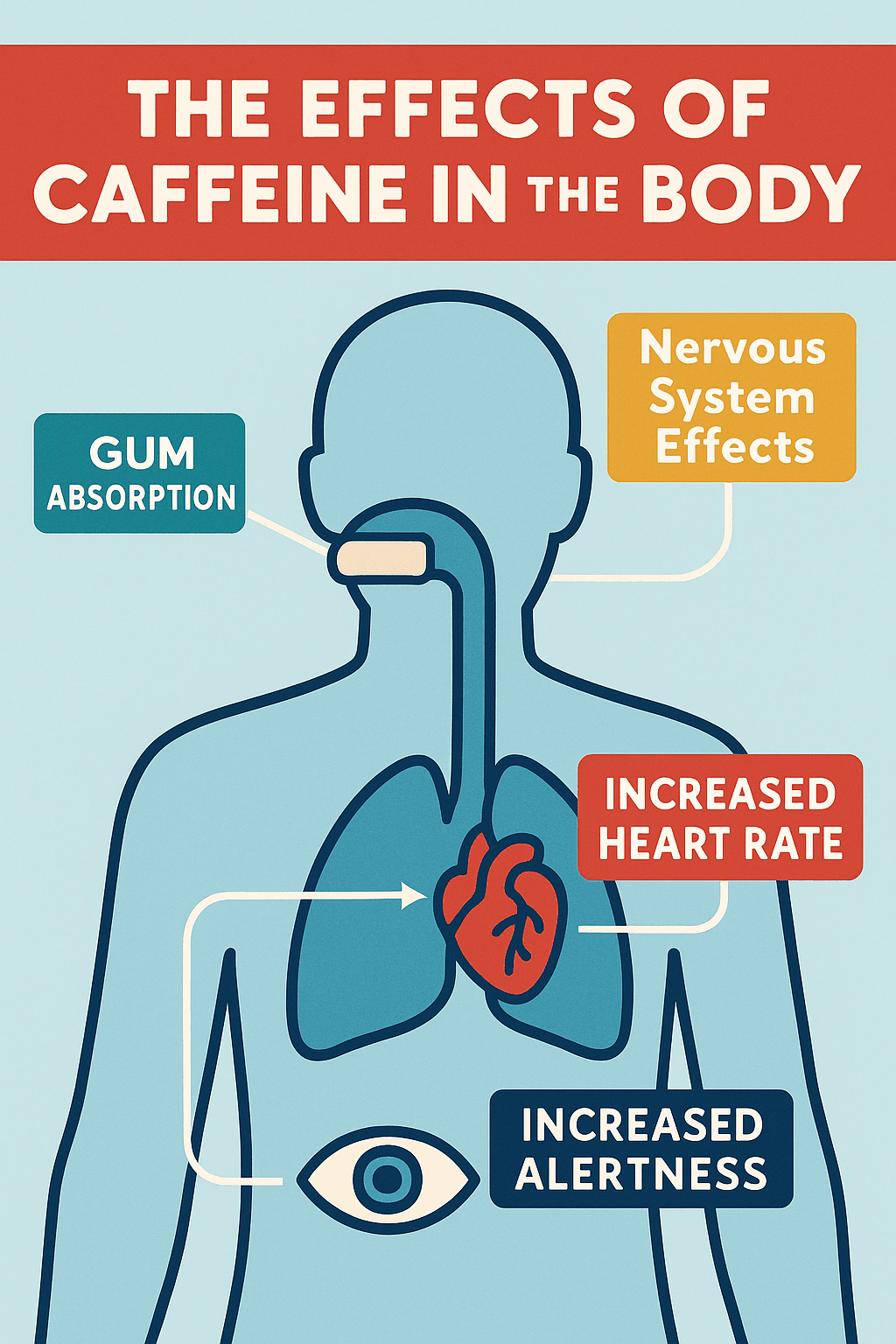 Effects of caffeine in the body